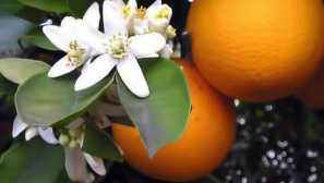 Bigaradia (pomeranets, горчив портокал): описание, грижи, съдържание, полезни свойства, снимки